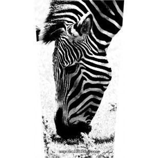 Zebra In Black & White Wheelie Bin Sticker Panel